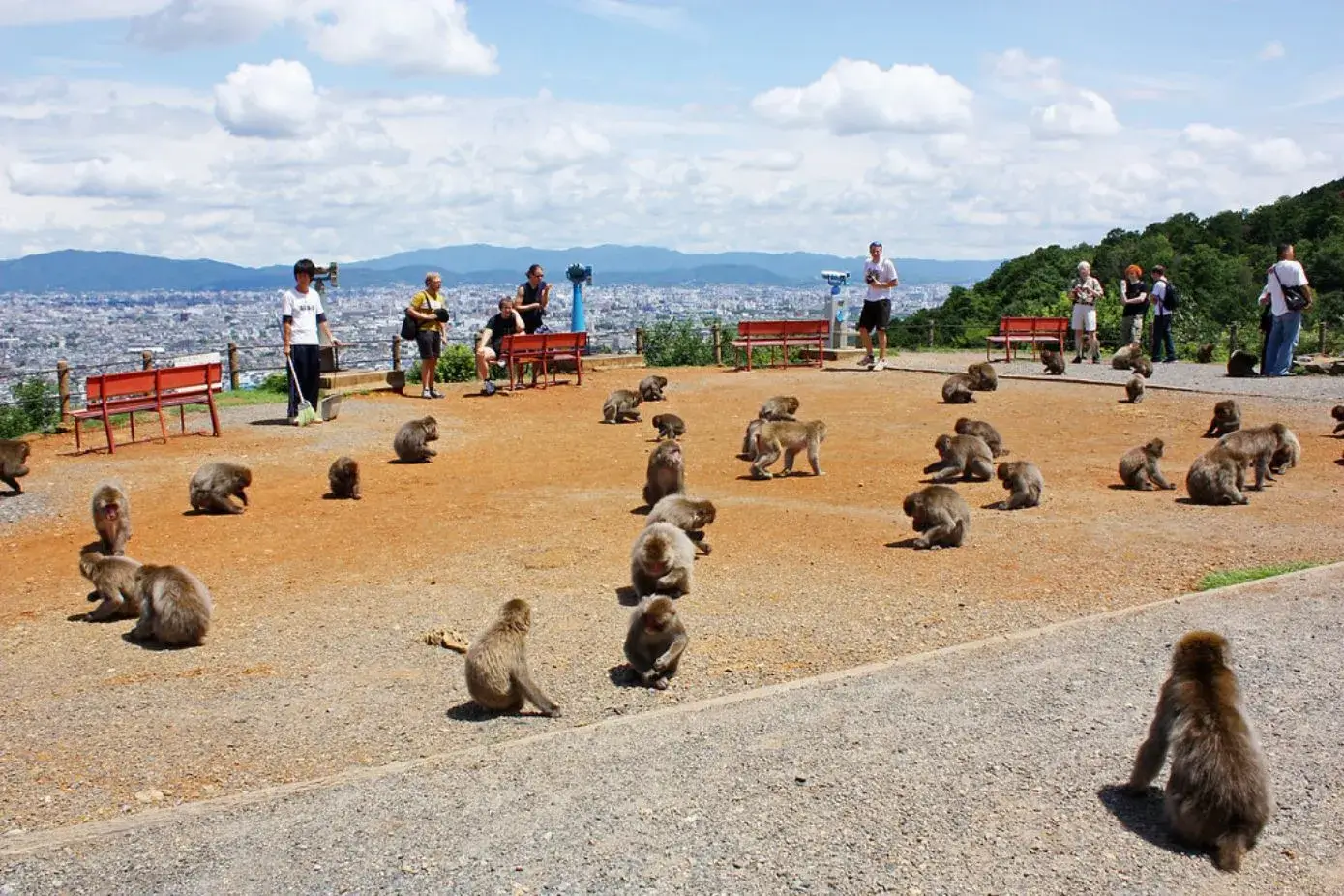 14 Best Things To Do In Kyoto - Monkey Park Iwatayama