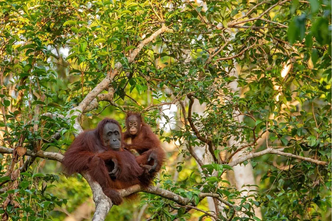 Orangutan Bali
