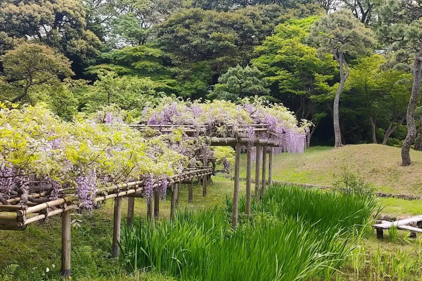 Koishikawa Korakuen Garden
