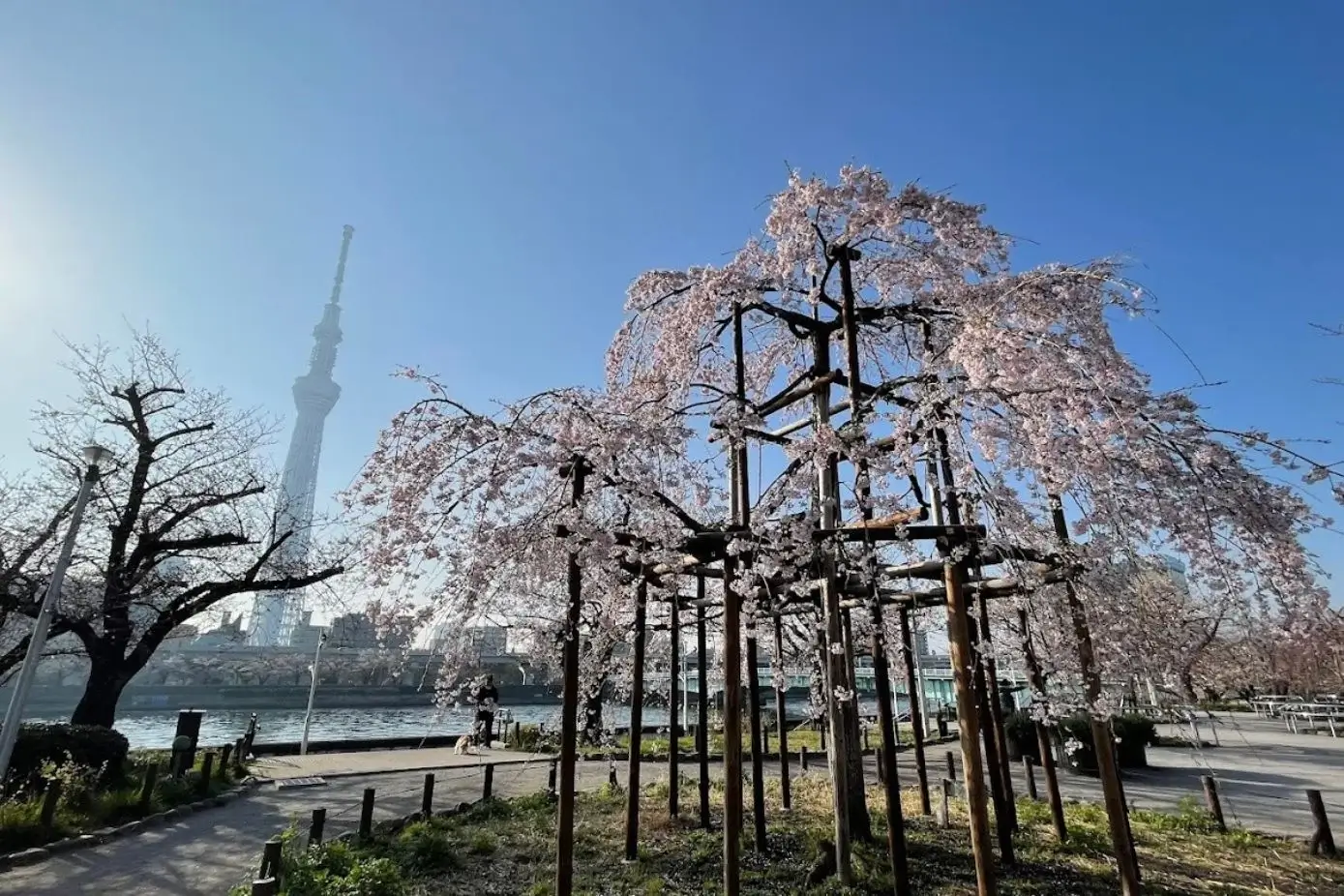 Cherry Blossom at Sumida Park