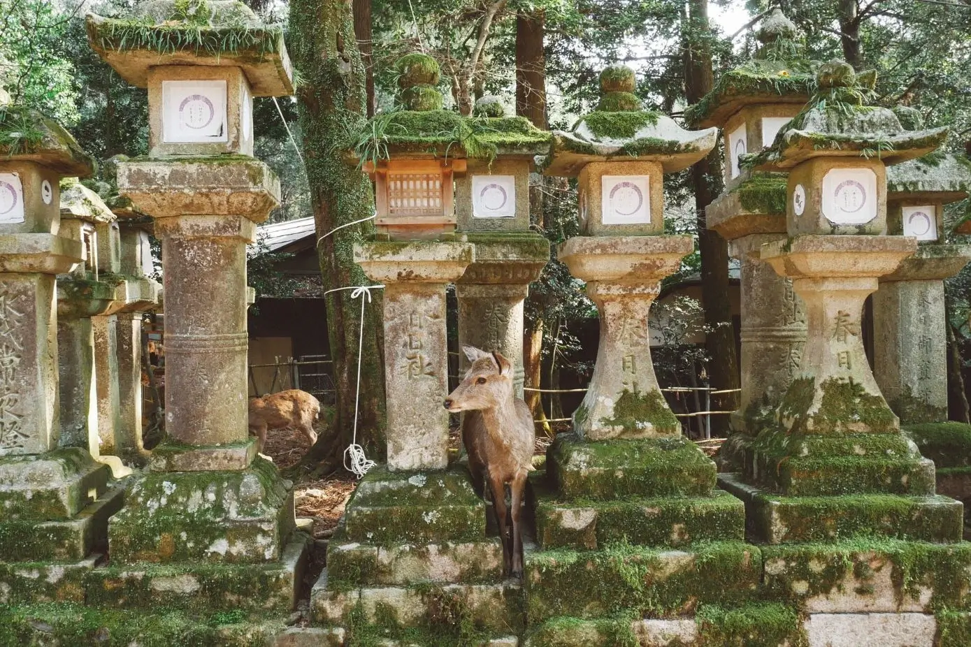 Best Things to Do in Nara
